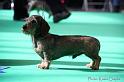 Crufts2011_2 815